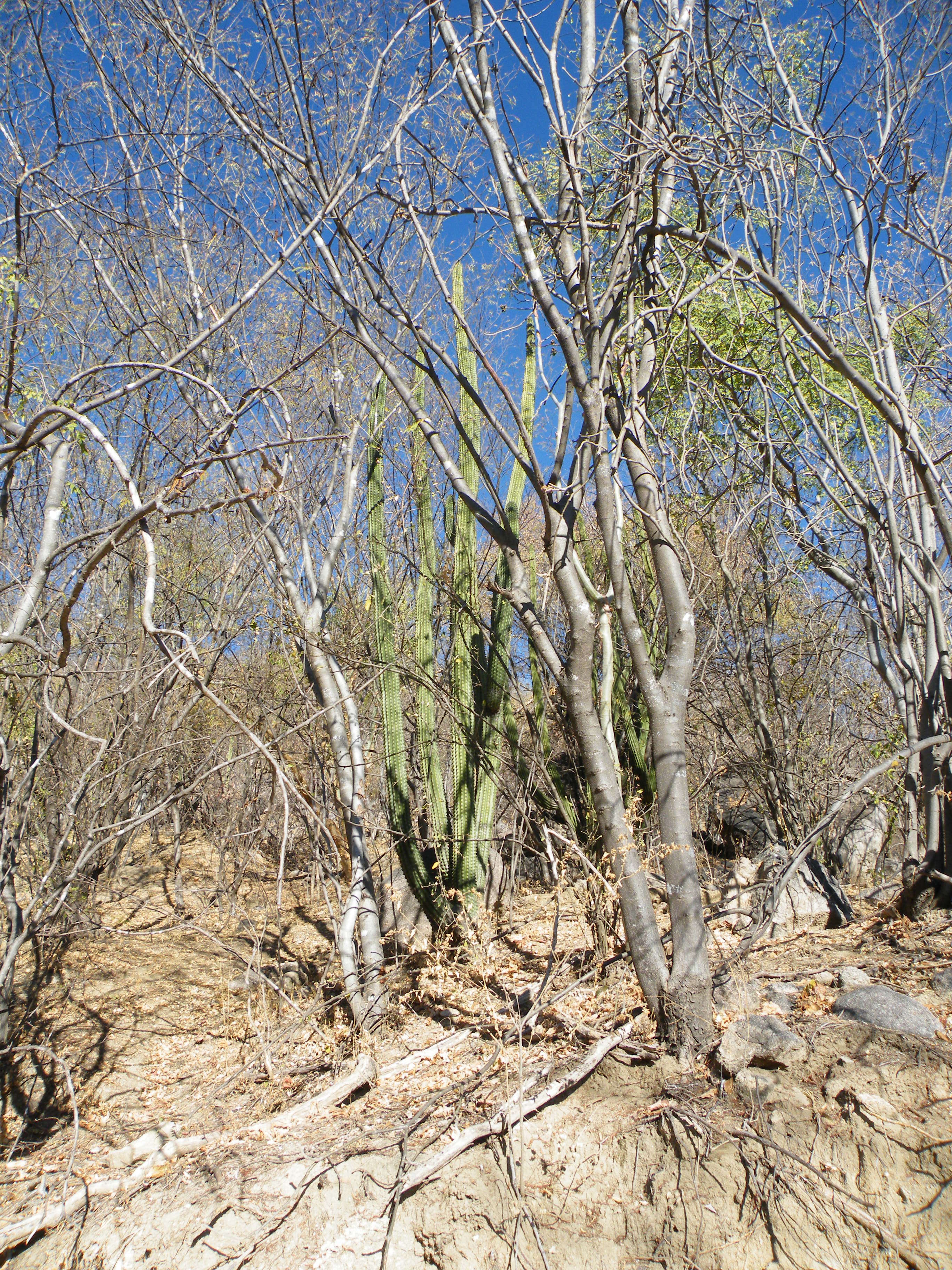 Image of Organ Pipe Cactus