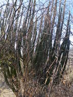 Image of Organ Pipe Cactus