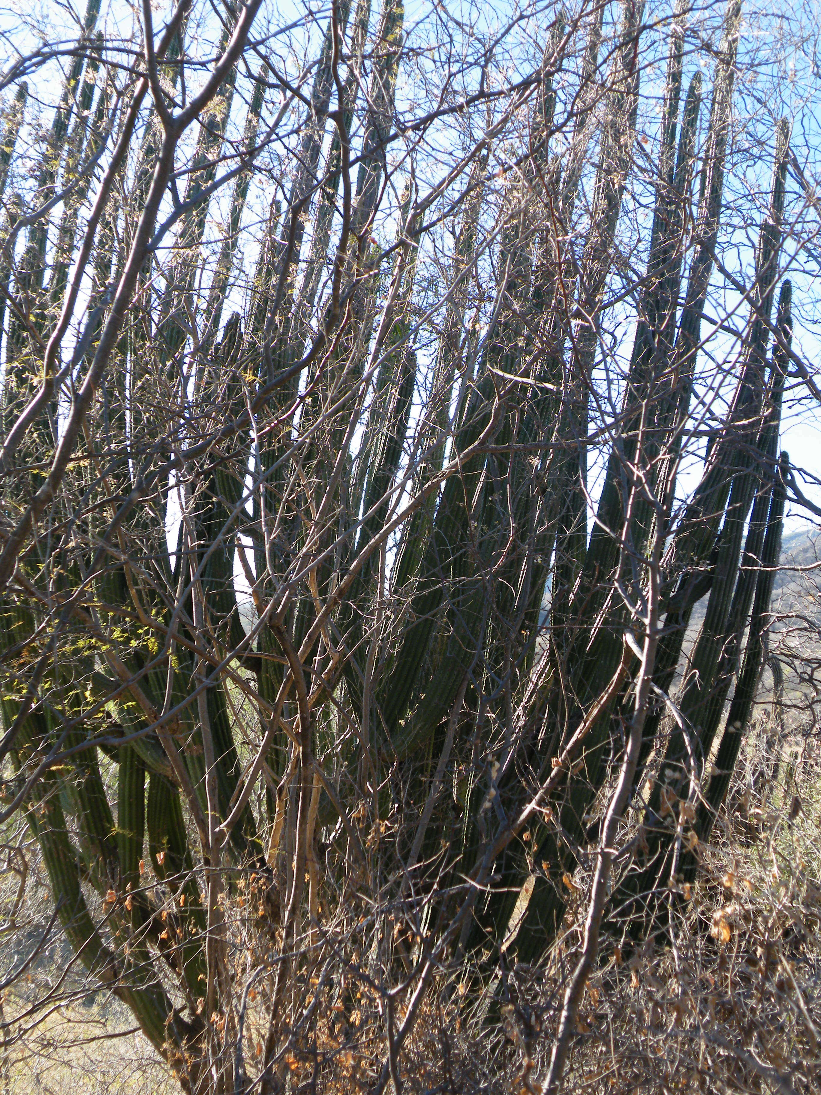 Image of Organ Pipe Cactus