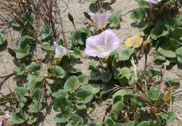 Plancia ëd Calystegia soldanella (L.) R. Br.