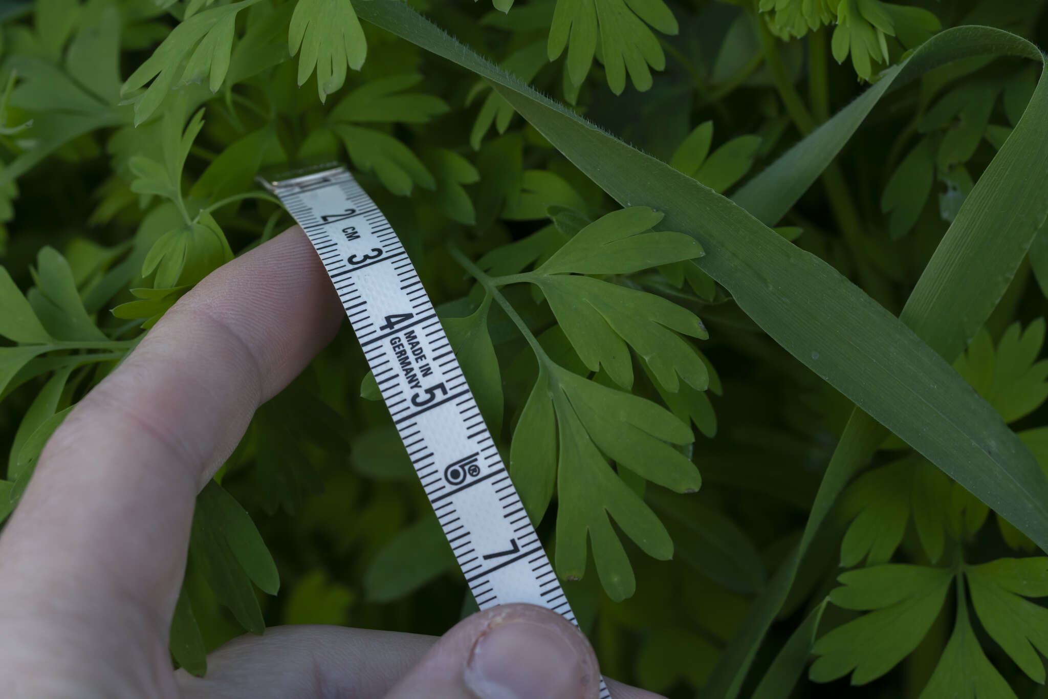 Image of Judean Fumitory
