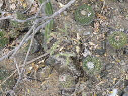 Image of Mammillaria carnea Zucc. ex Pfeiff.