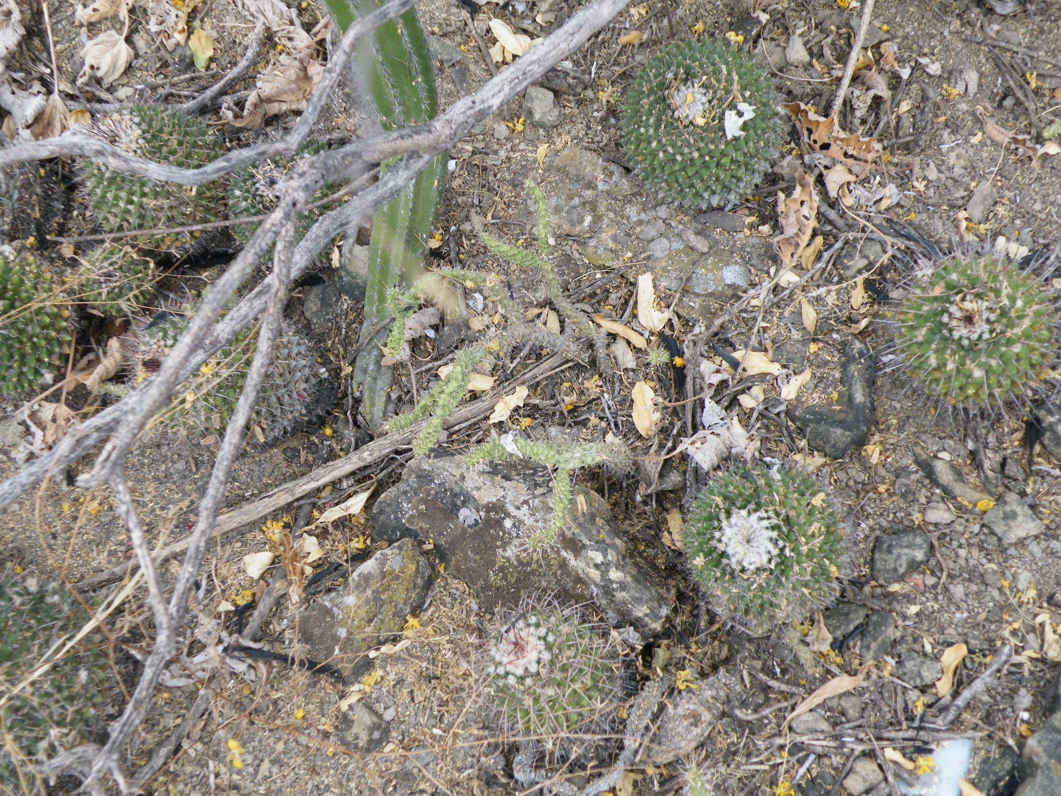 Image of Mammillaria carnea Zucc. ex Pfeiff.