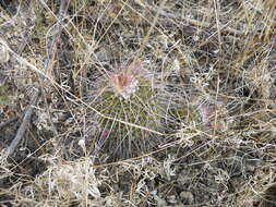 Image of Mammillaria carnea Zucc. ex Pfeiff.