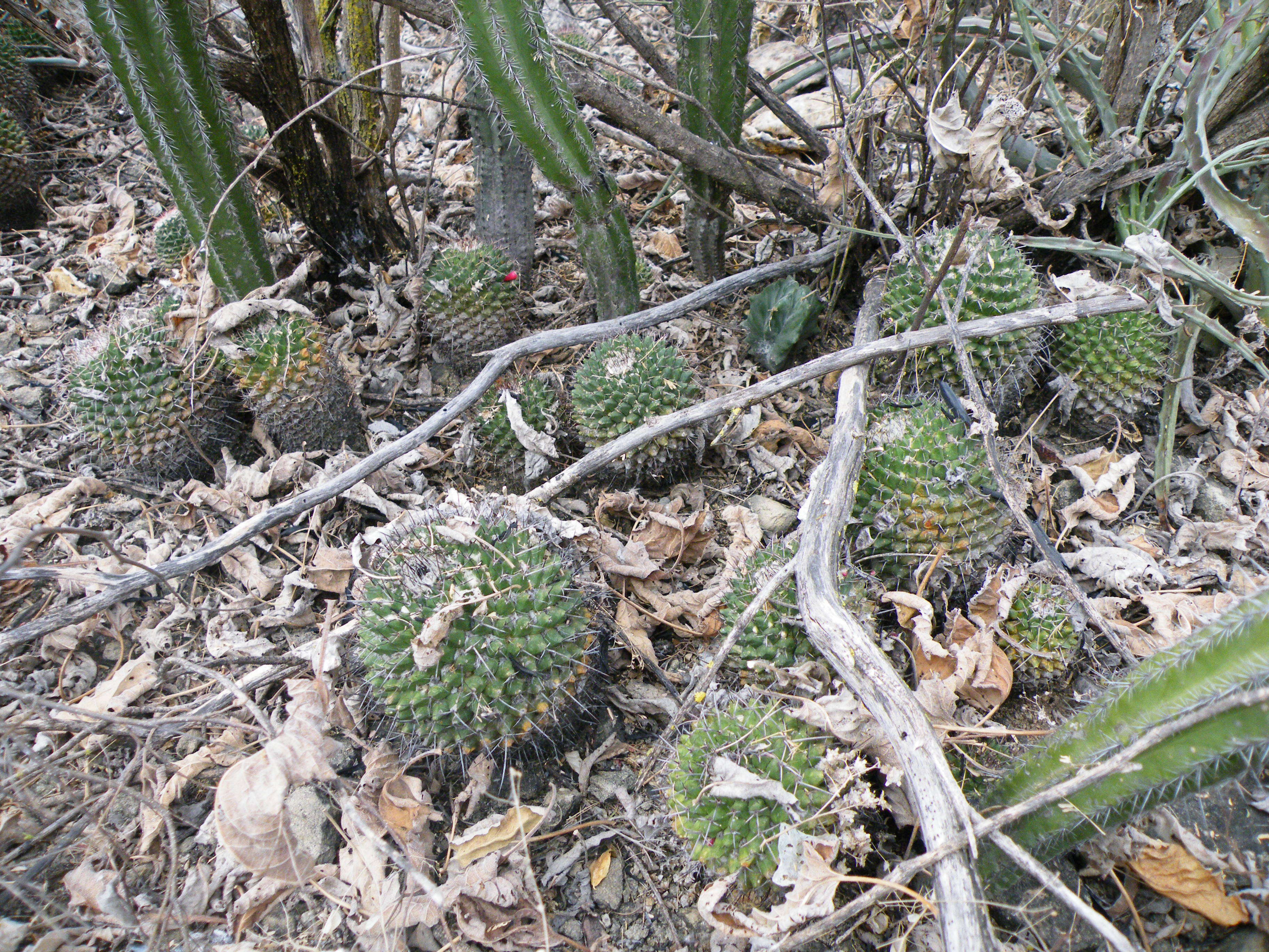 Image of Mammillaria carnea Zucc. ex Pfeiff.