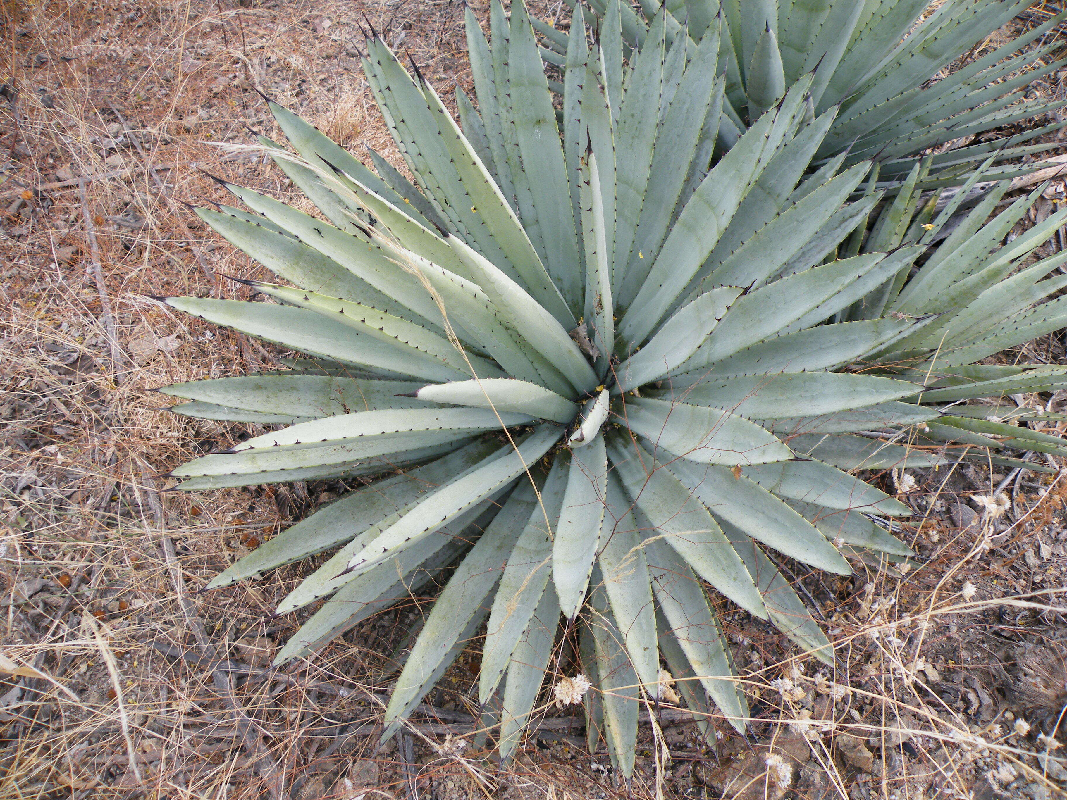 Agave macroacantha Zucc. resmi