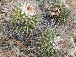 Image of Mammillaria carnea Zucc. ex Pfeiff.