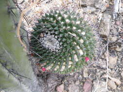 Image of Mammillaria carnea Zucc. ex Pfeiff.