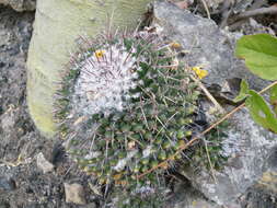 Image of Mammillaria carnea Zucc. ex Pfeiff.