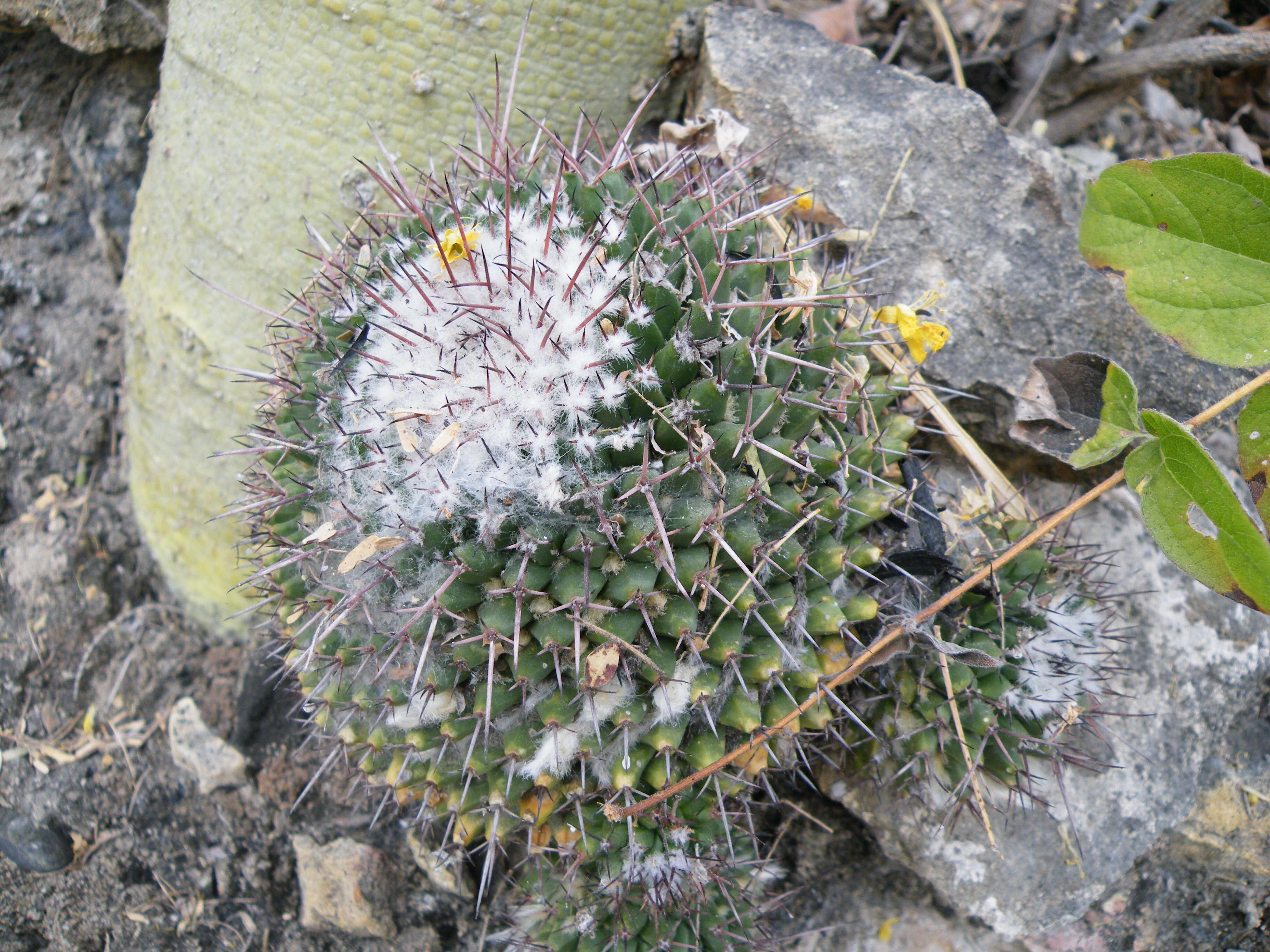 Image of Mammillaria carnea Zucc. ex Pfeiff.