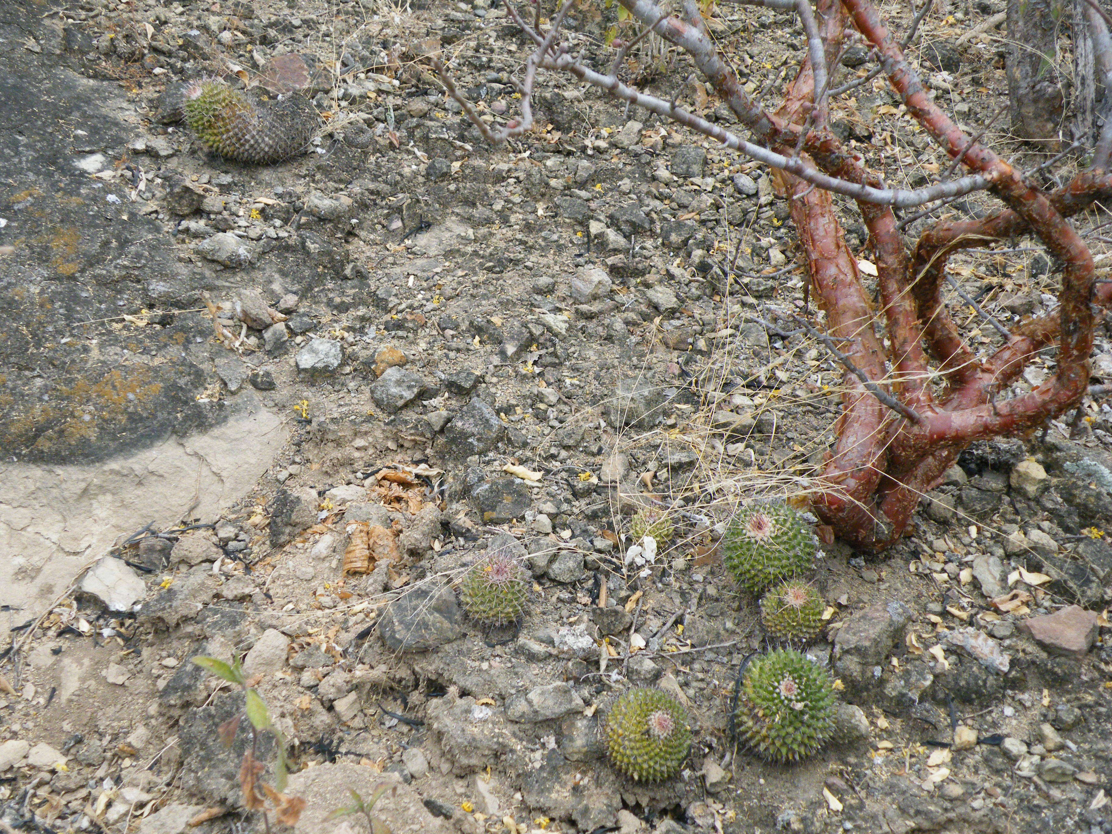 Image of Mammillaria carnea Zucc. ex Pfeiff.