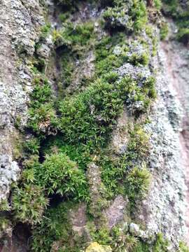 Image of orthotrichum moss