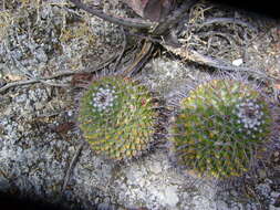 Image of Mammillaria carnea Zucc. ex Pfeiff.