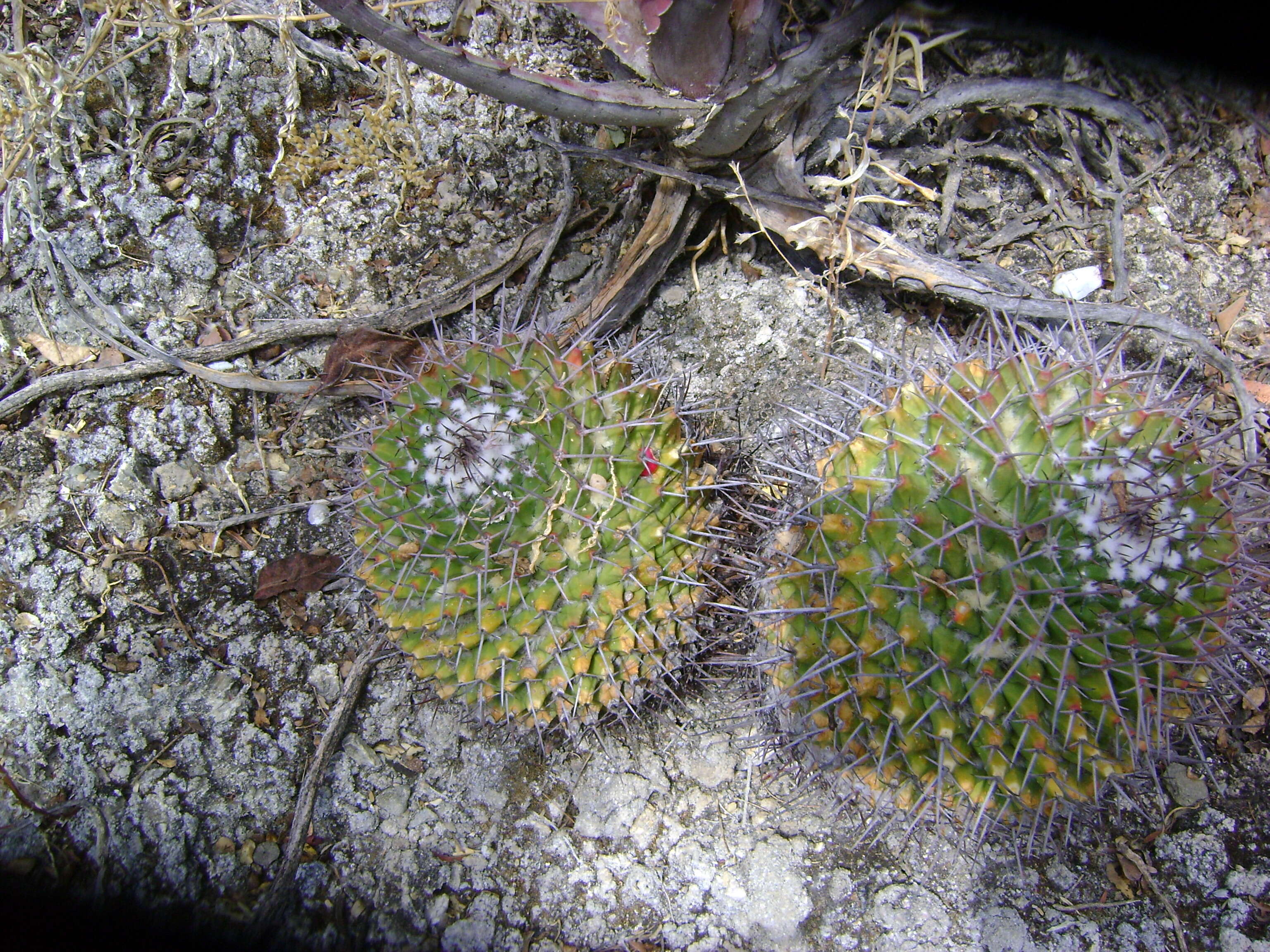 Image of Mammillaria carnea Zucc. ex Pfeiff.