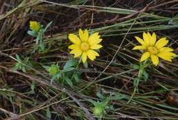 Image of Texas sleepydaisy