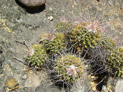 Image of Mammillaria carnea Zucc. ex Pfeiff.