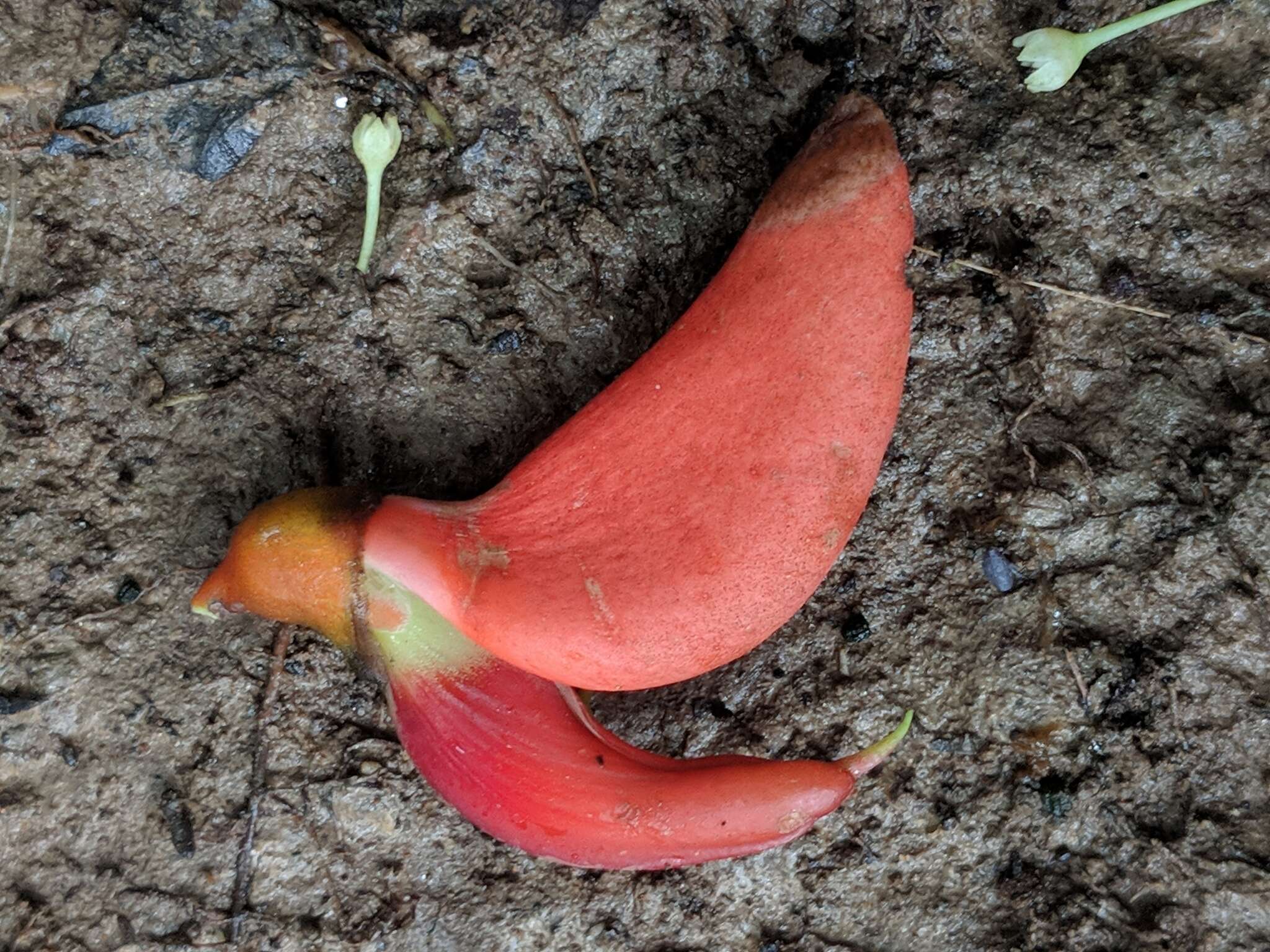 Image of Erythrina ulei Harms