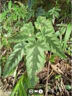 Image of Rubus reflexus var. hui (Diels ex Hu) F. P. Metcalf