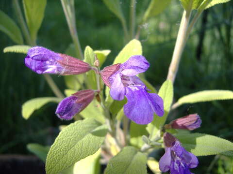 Imagem de Salvia officinalis L.