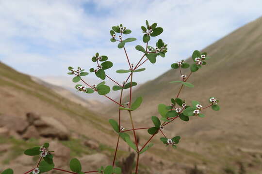 Sivun Euphorbia peruviana L. C. Wheeler kuva