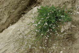 Image of sharpleaf baby's-breath