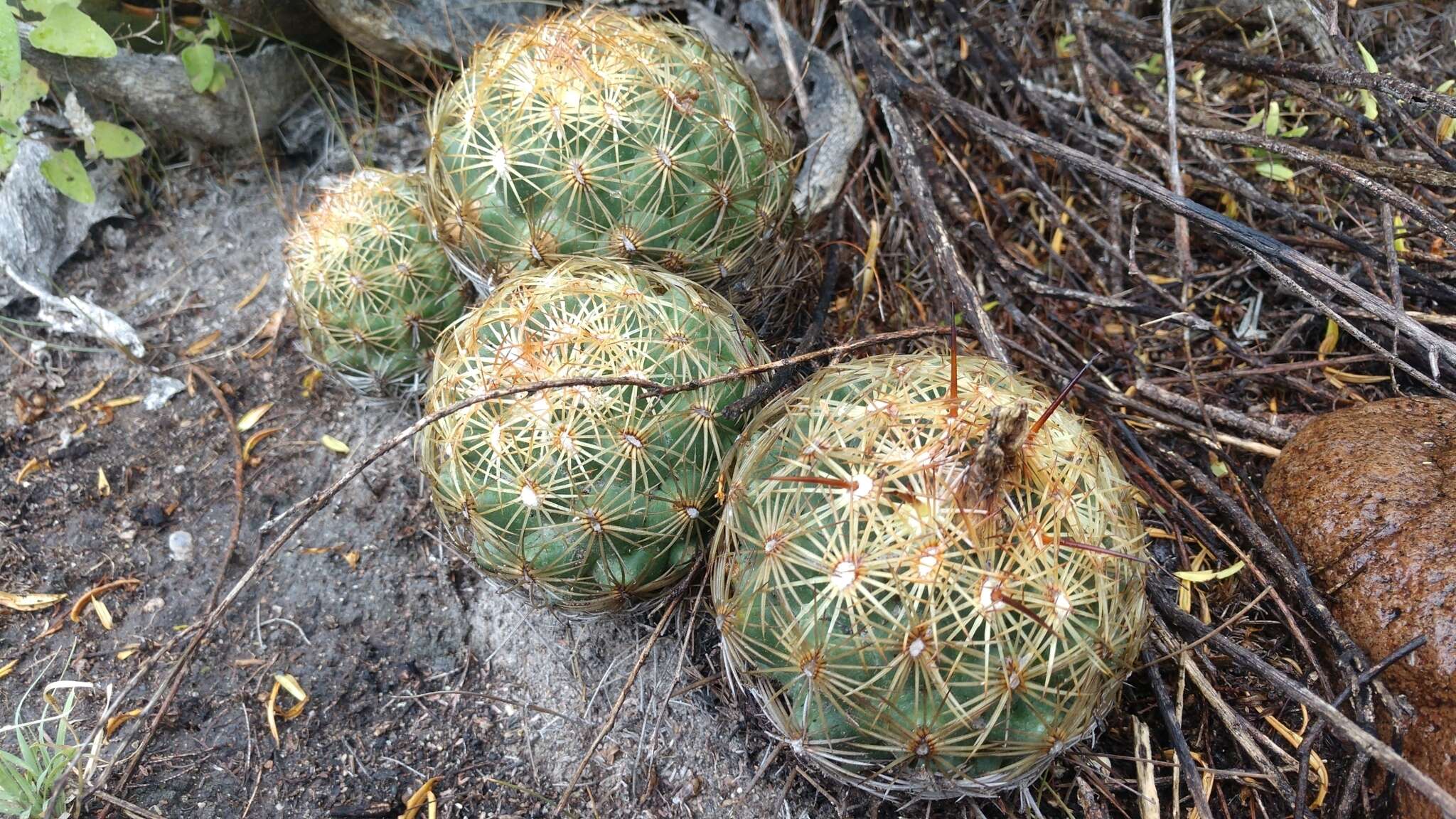 Image of Chihuahuan Foxtail Cactus