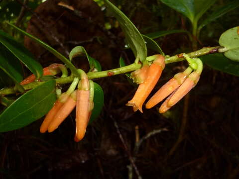 Image de Macleania insignis Mart. & Gal.