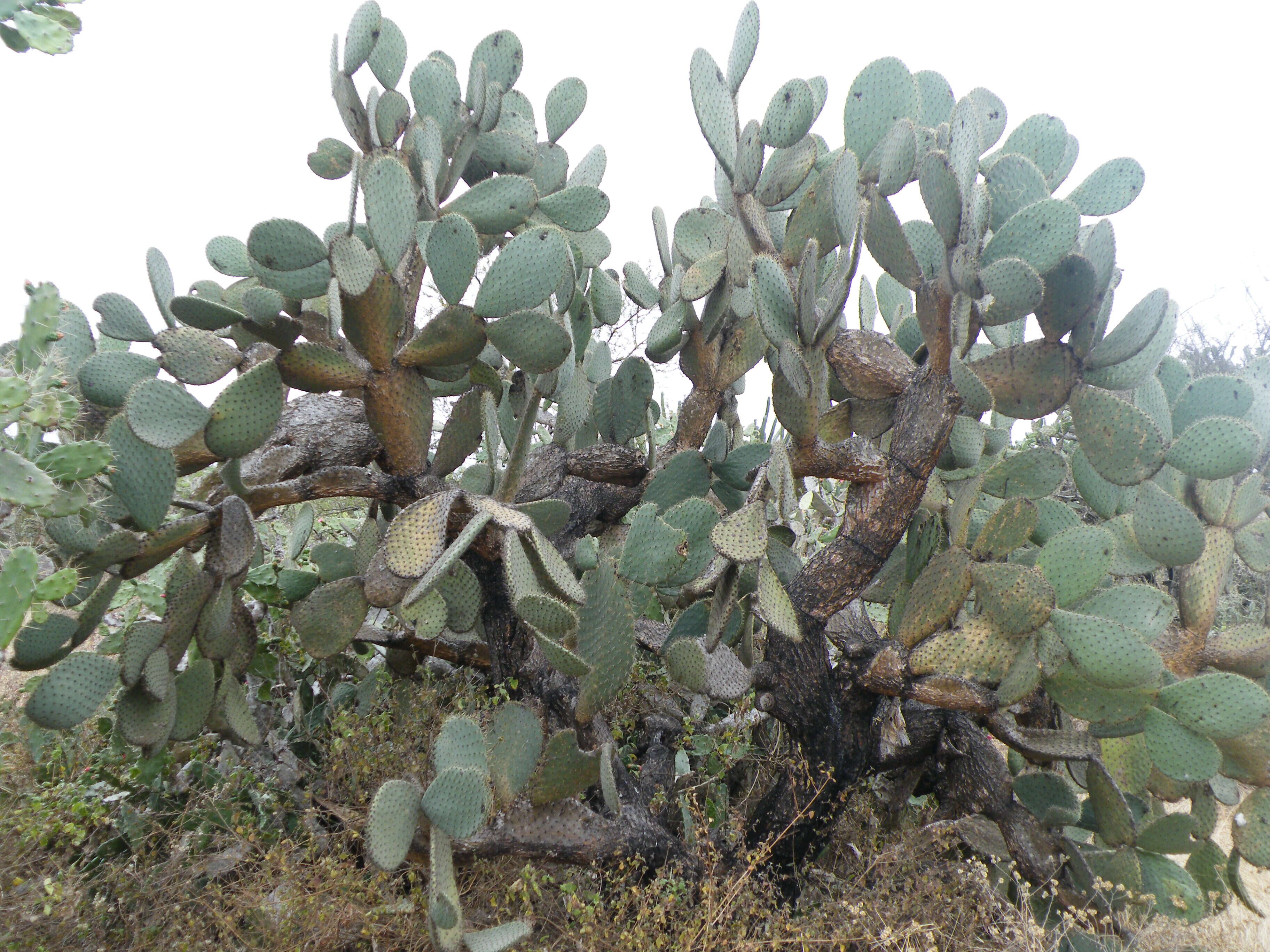 Plancia ëd Opuntia leucotricha DC.