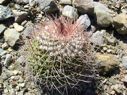 Image of Mammillaria carnea Zucc. ex Pfeiff.