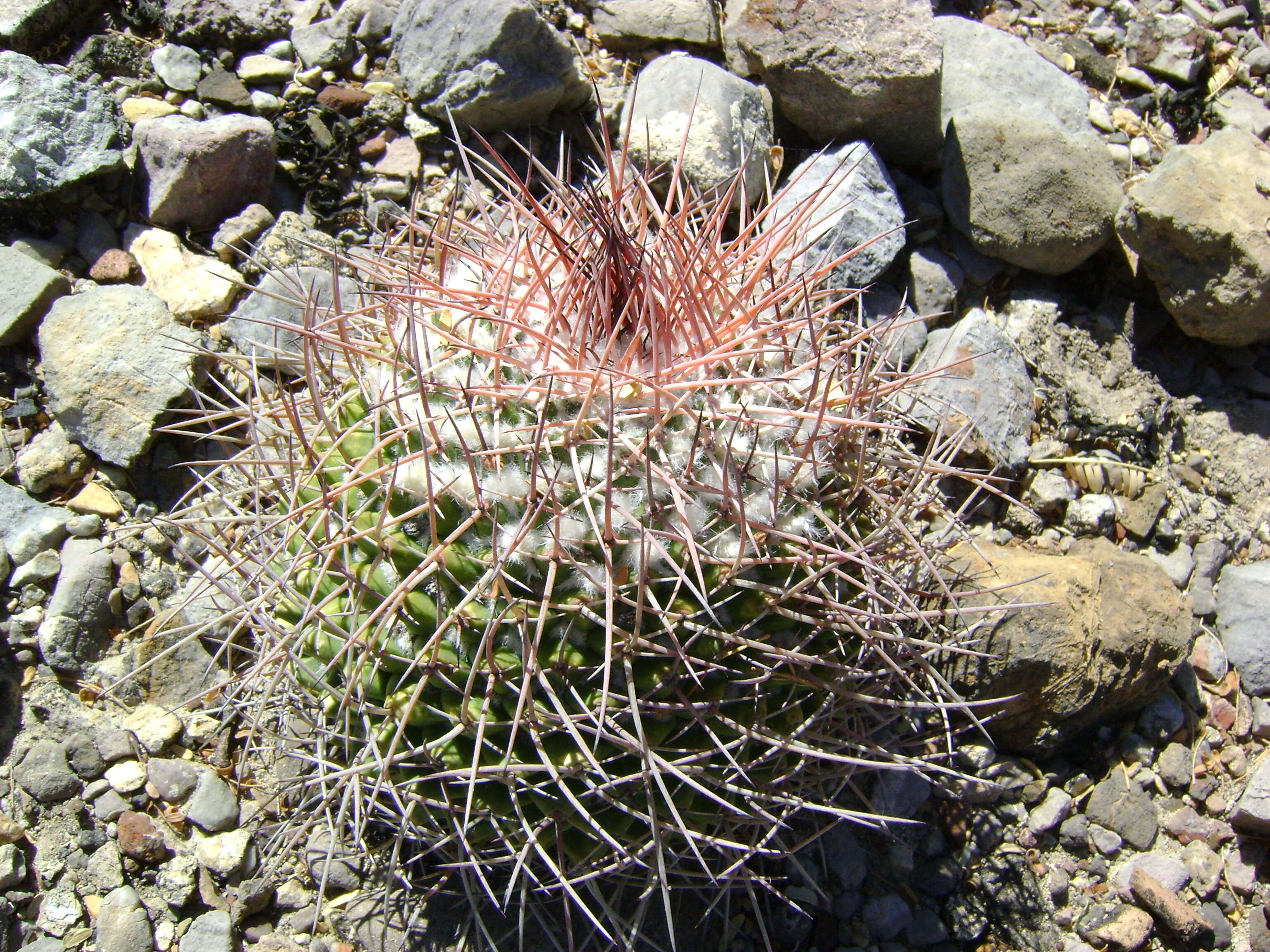 Image of Mammillaria carnea Zucc. ex Pfeiff.