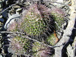 Image of Mammillaria carnea Zucc. ex Pfeiff.