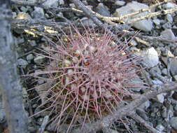 Image of Mammillaria carnea Zucc. ex Pfeiff.