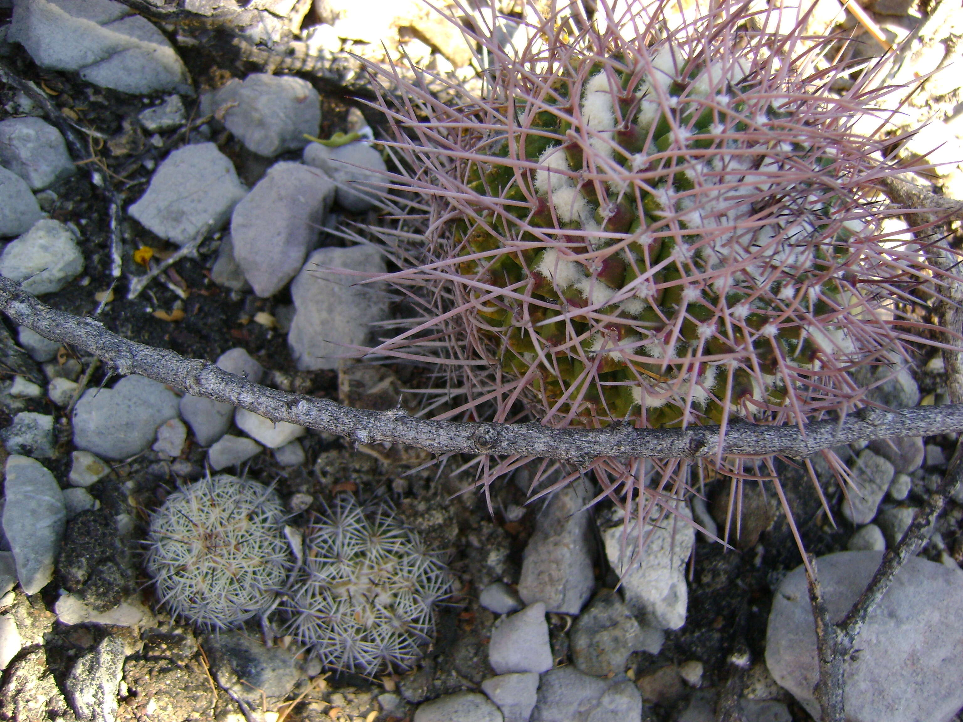 Image of Mammillaria carnea Zucc. ex Pfeiff.