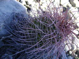 Image of Mammillaria carnea Zucc. ex Pfeiff.