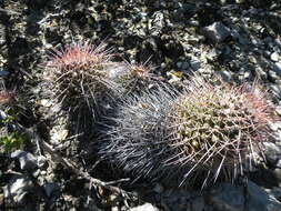 Image of Mammillaria carnea Zucc. ex Pfeiff.