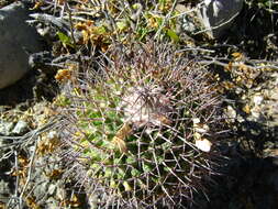 Image of Mammillaria carnea Zucc. ex Pfeiff.