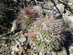 Image of Mammillaria carnea Zucc. ex Pfeiff.