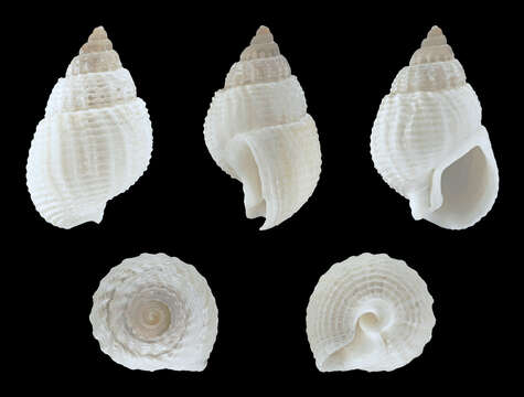 Image of Nassarius niveus (A. Adams 1852)