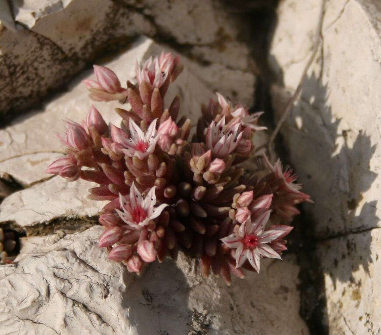 Sedum hispanicum L. resmi