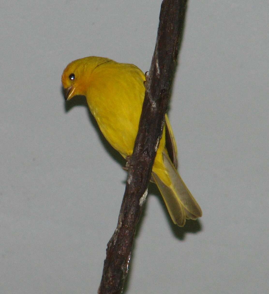 Image of Saffron Finch