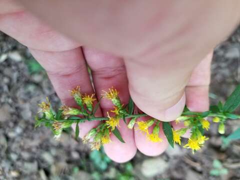 Imagem de Solidago hispida var. hispida