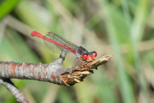 Image of small red damselfly