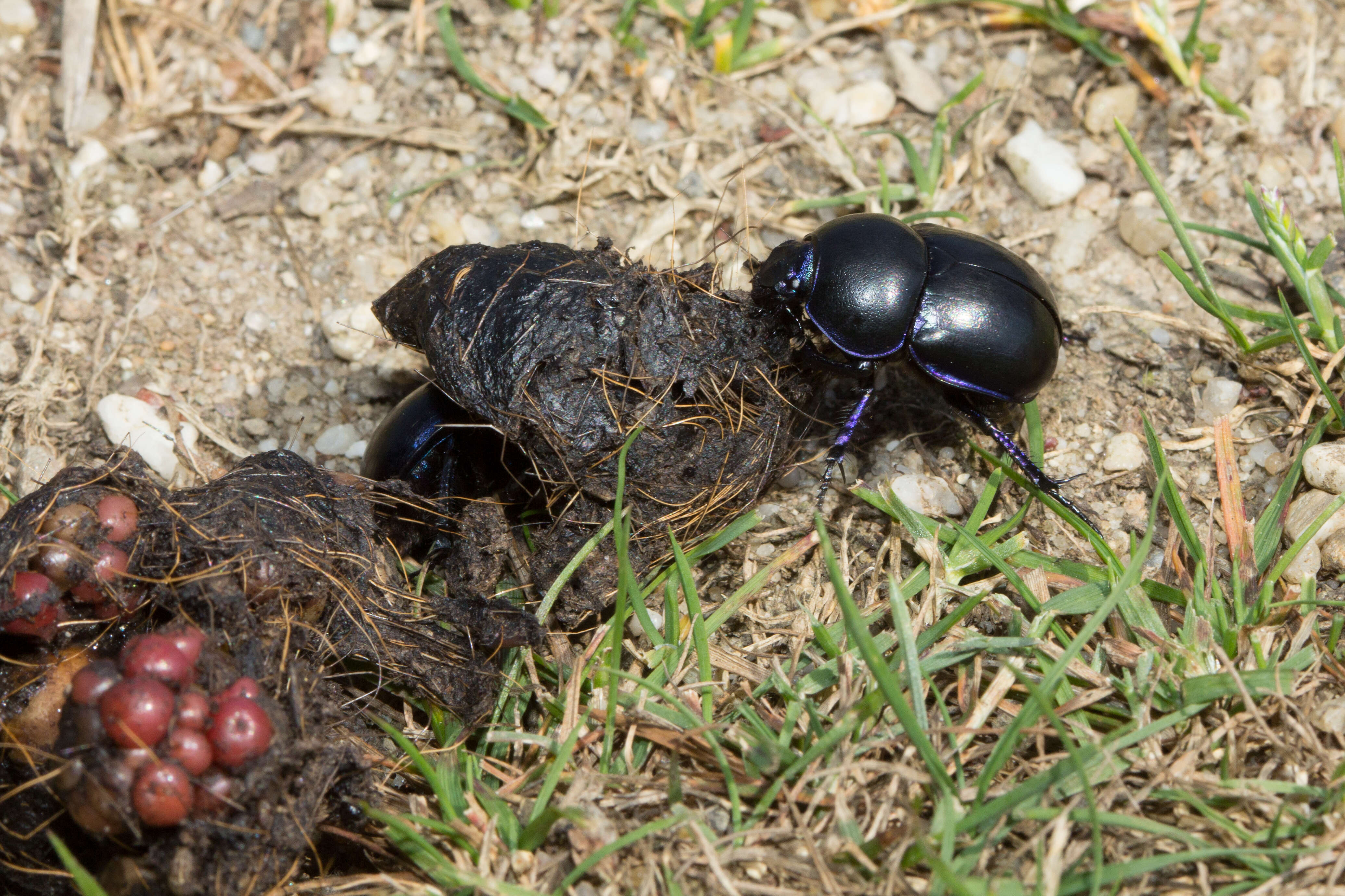 Слика од Geotrupes vernalis