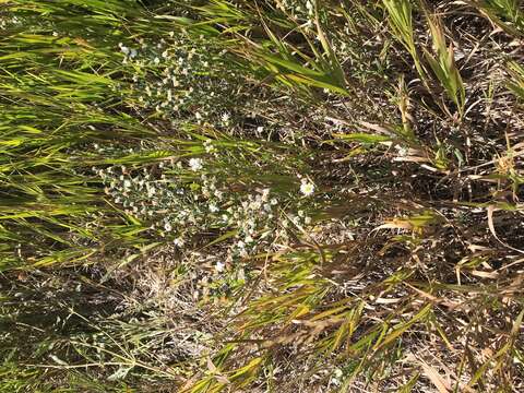 Image of white prairie aster