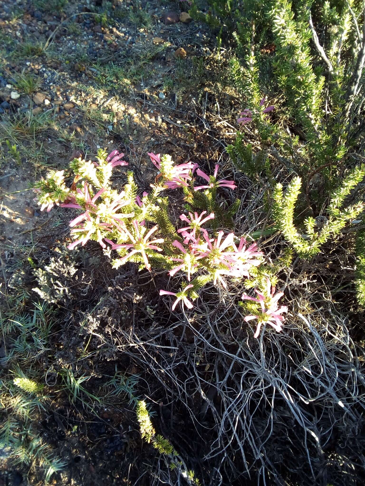 Image of Erica abietina subsp. atrorosea E. G. H. Oliv. & I. M. Oliv.