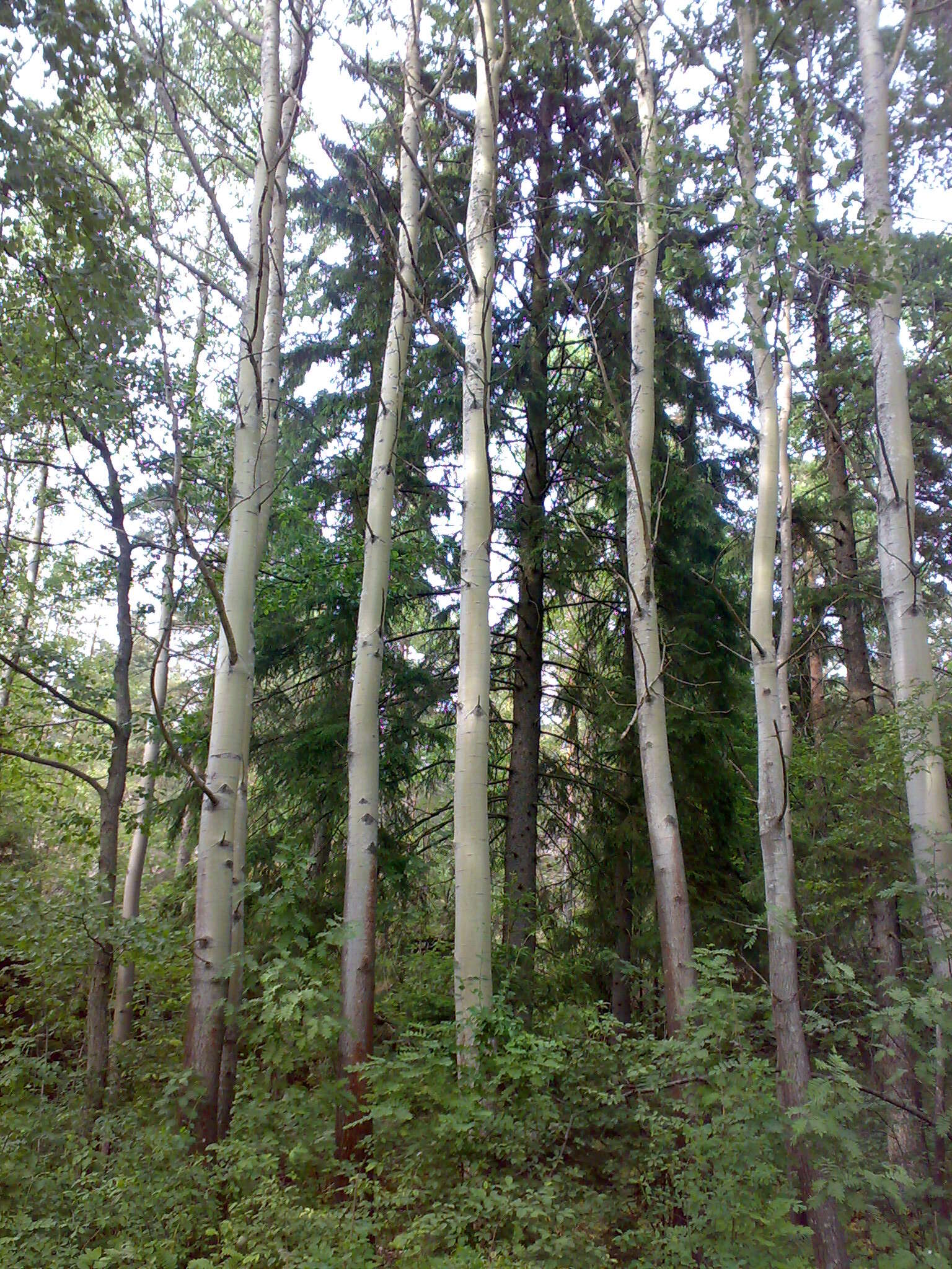 Image of Common Aspen