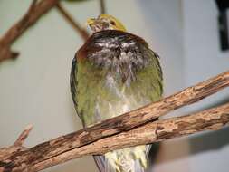 Image of Ornate Fruit Dove