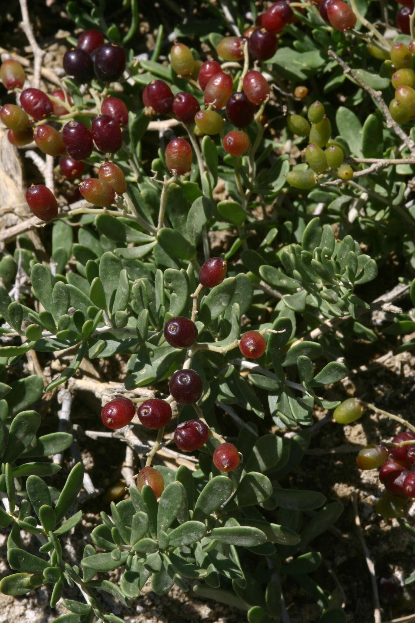 Image of Nitraria sibirica (DC.) Pall.