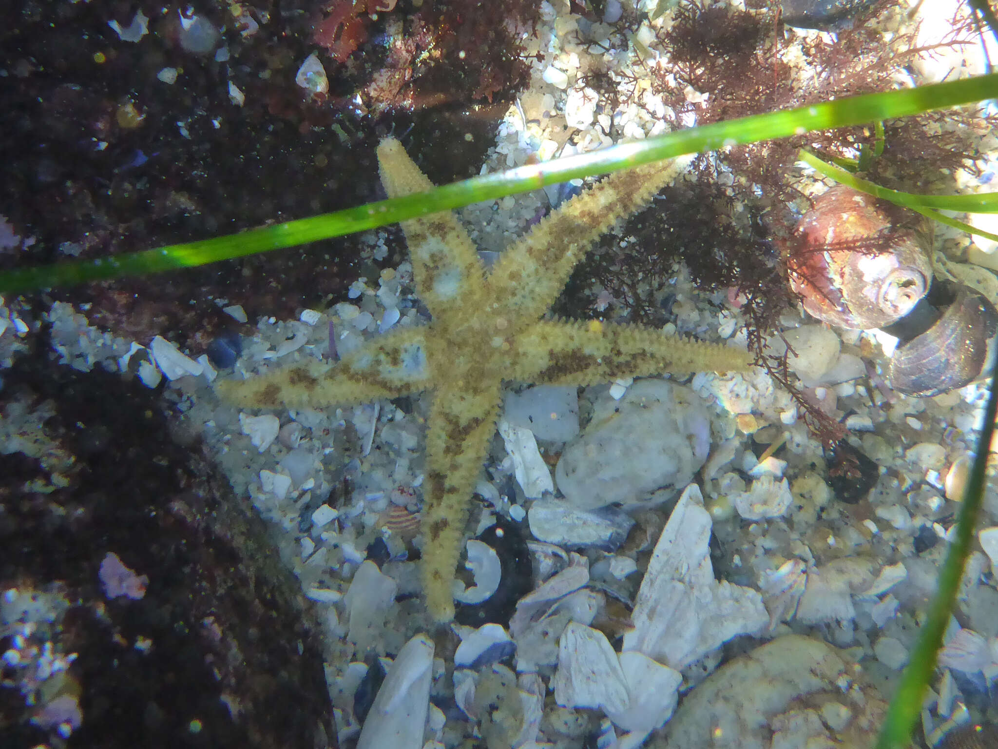 Image de Stylasterias forreri