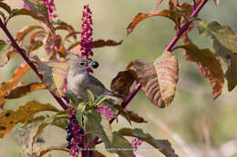 Image of Garden Warbler